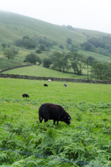 black sheep in the mountains