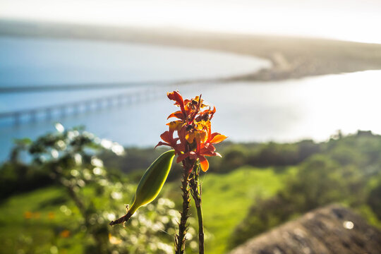 Flower being featured in Morro do Bananal, in Laguna-SC.
