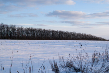 Landscape with a winter field covered with snow and a forest belt stretching into the distance.