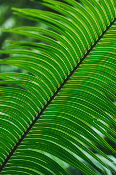 Cycad leaf