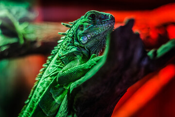 green iguana on a branch