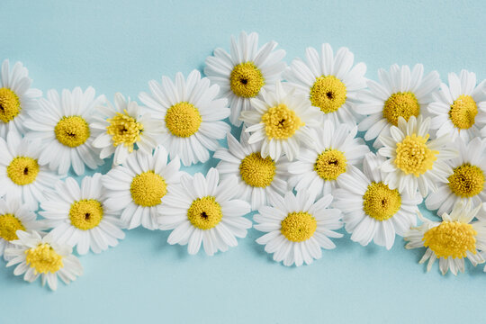 Daisies