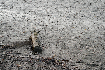 Trunk in the mud on a drained pond.