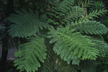 Gigant fern, Tropical tree, natural background, tropical wallpaper.