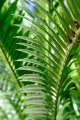 Close up of tropical leaves. Macro nature in the forest. Botanical garden in the middle of the city.