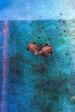 Two cute little baby sea turtles close next to each other