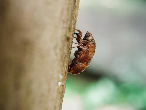 cicada eclosion in wild