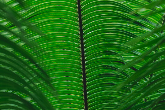 Cycad leaf