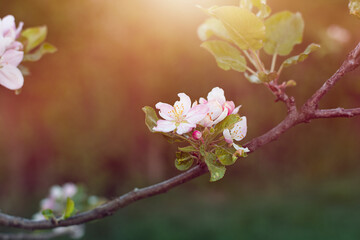 Apple tree blossom during spring season.High quality photo.