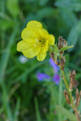 flower redsepal evening primrose close up view