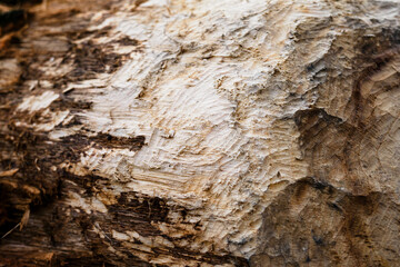 The bitten part of the trunk from the beaver.