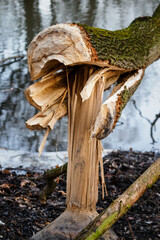 Fallen and pinched tree trunk bitten by a beaver.