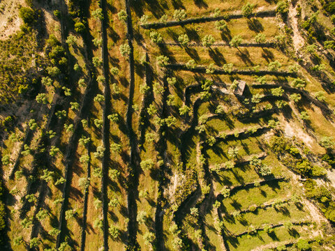 Aerial view of olive trees.