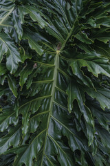 Macro monstera leaves, green Monstera Deliciosa, palm, exotic plant, tropical nature, backgorund nature 
