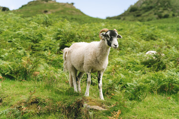 Obraz premium goat in the mountains