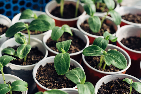 Young cucumber seedlings