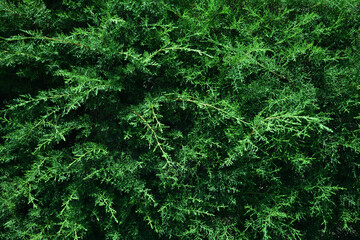 Fondo de hojas verdes