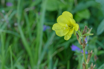 flower large-flowered evening-primrose Oenothera erythrosepala