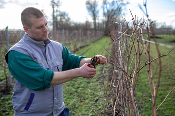 Farmer pruning vines