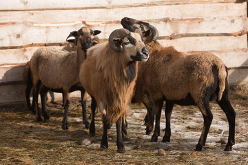 Beautiful ram with horns and a sheeps are walking in the flock on the farm. Livestock raising.