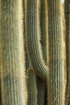 Cheeky cactus