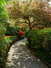 Garden walkway among lush springtime flowerbeds with apple tree blooms above