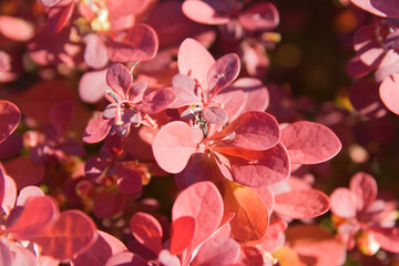 Fototapeta na wymiar Red foliage of barberry close up with water drops in morning light