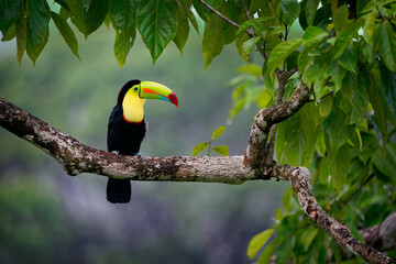 Keel-billed Toucan - Ramphastos sulfuratus  also known as sulfur-breasted toucan or rainbow-billed toucan, Latin American colourful bird, national bird of Belize, In the dark in the evening