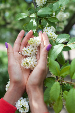 Woman holding flower of bird cherry tree