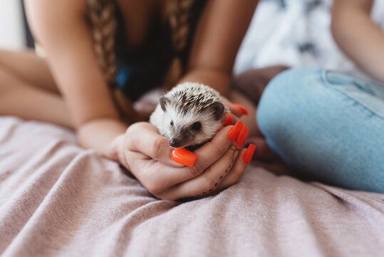 Two young women playing with their hedgehog in bed