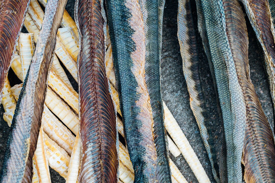 dried sea snake
