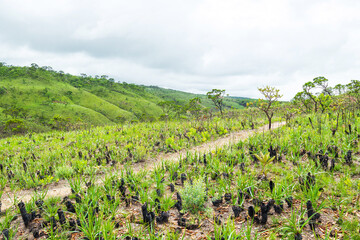Fototapeta na wymiar Vegetation of the Brazilian Cerrado on the hills of Capitólio, Minas Gerais state. Canela de Ema plants, native plant of Cerrado.