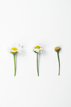Three phases of life