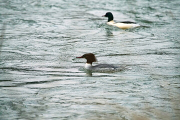 Mergus Merganser Ente und Erpel (Paar) auf einem Gewässer mit Wellengang