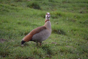 Fauna acuática fotografiada en Madrid
aquatic fauna photographed in Madrid