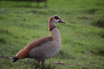 Fauna acuática fotografiada en Madrid
aquatic fauna photographed in Madrid