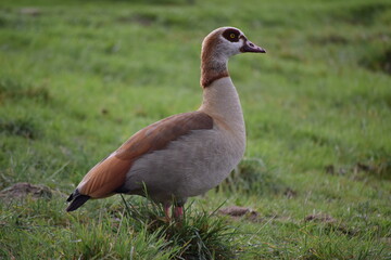Fauna acuática fotografiada en Madrid
aquatic fauna photographed in Madrid