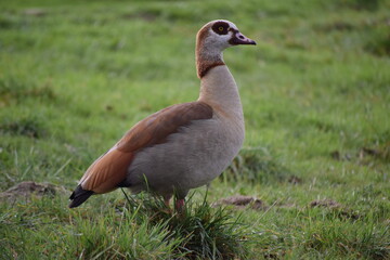 Fauna acuática fotografiada en Madrid
aquatic fauna photographed in Madrid
