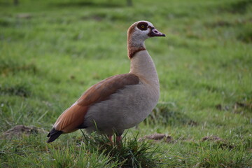 Fauna acuática fotografiada en Madrid
aquatic fauna photographed in Madrid