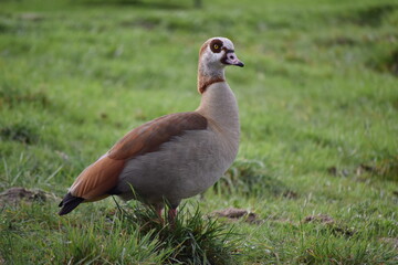 Fauna acuática fotografiada en Madrid
aquatic fauna photographed in Madrid