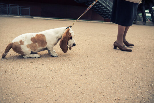Woman standing in street with a stubborn dog