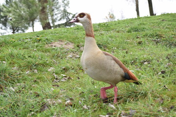 Fauna acuática fotografiada en Madrid
aquatic fauna photographed in Madrid