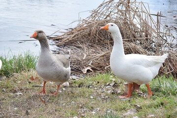Fauna acuática fotografiada en Madrid
aquatic fauna photographed in Madrid