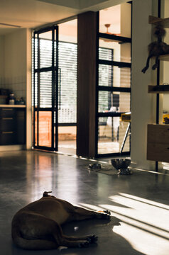 Dog Having Siesta at Home