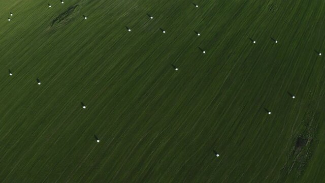 Large green field with round haystacks. Beautiful harvested fields for hay in countryside. Concept of agriculture