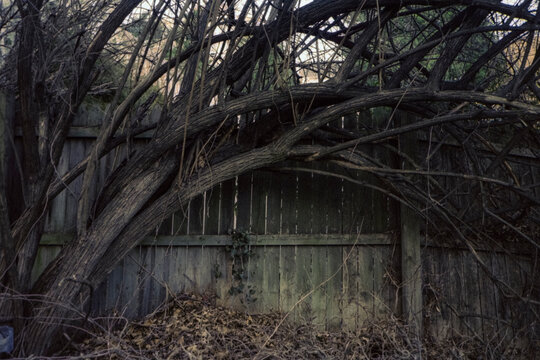 Churlish tree dominating a fence