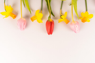 tulipani e narcisi disposti in fila orizontale su sfondo grigio
