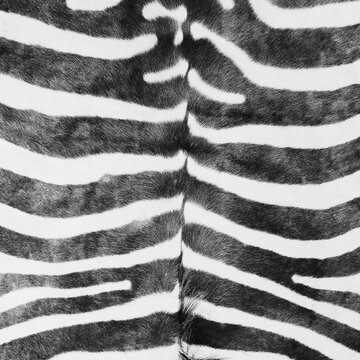 Zebra Pelt