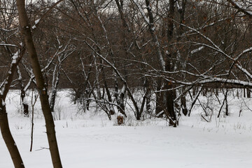 The forest in snow in winter 