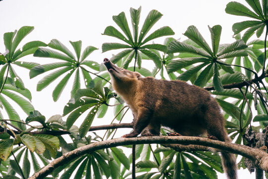 Coati on a tree branch (Nasua narica)